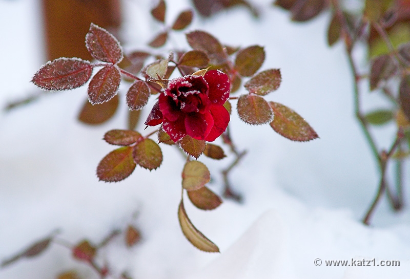 Winter Rose 5